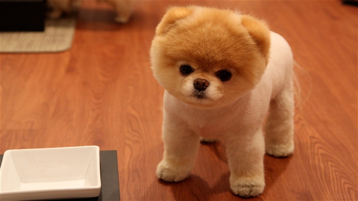 Cute Pomeranian Dog