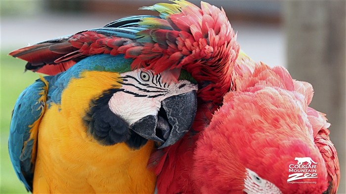 Best Friends Macaws