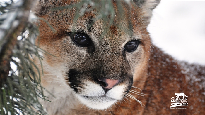 Cougar Mountain Zoo cougar close-up 4K