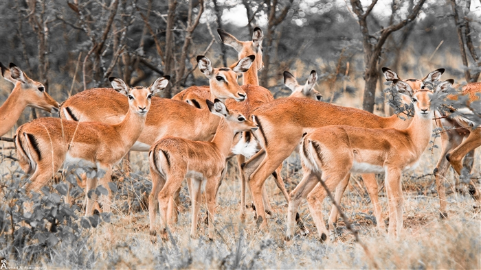 Herd of Impala Antelopes in a Forest