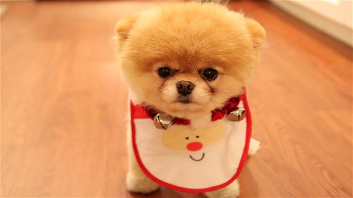 Cute Pomeranian Dog Wearing Christmas Bib