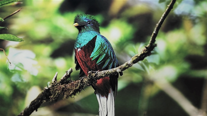 Resplendent Quetzal Bird 4K