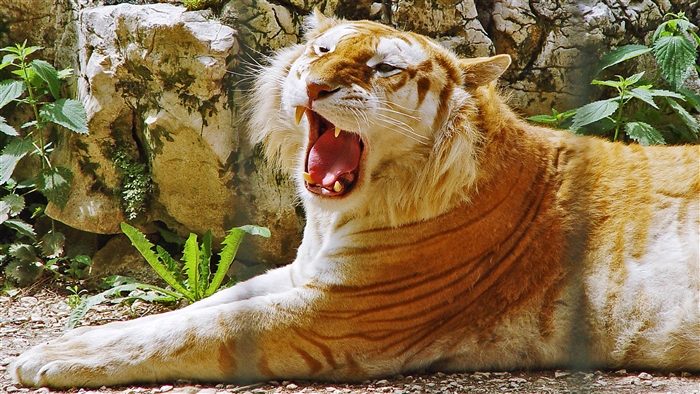 Golden Tiger Yawning 4K