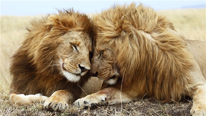 Two Lions Resting Together 4K