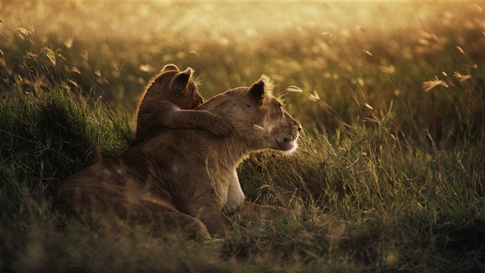Lioness and cub in tall grass at sunset 4K