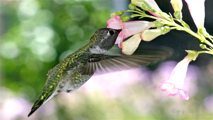Hummingbird Feeding on Pink Flowers 4K