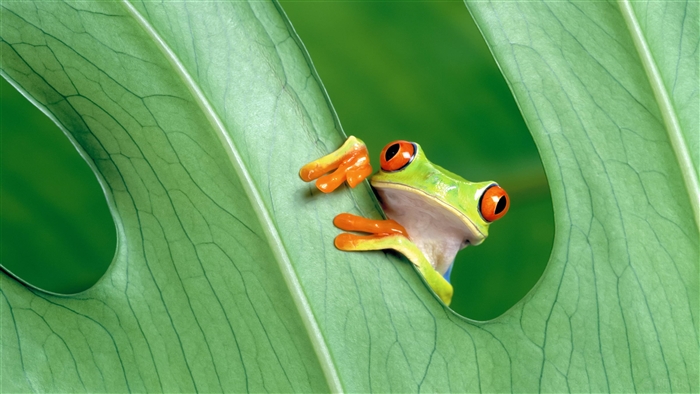 Red-eyed tree frog peeking from a leaf 4K