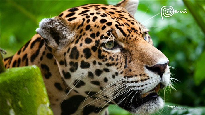 Jaguar in Peru 4K