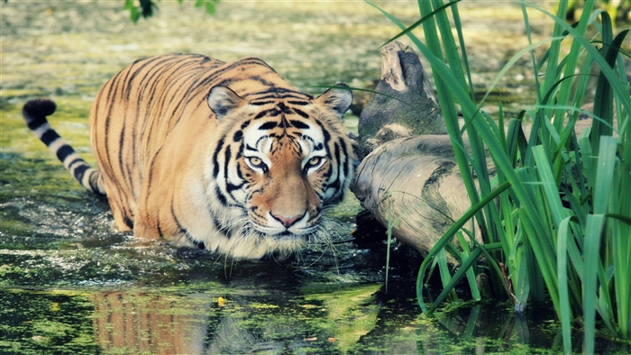 Wild Tiger in Water 4K