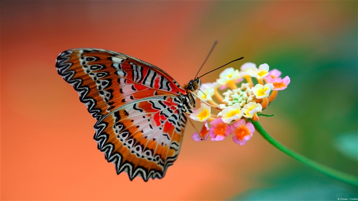 Butterfly on Flower