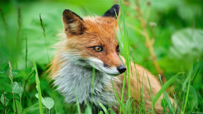 Red Fox in Green Grass 4K