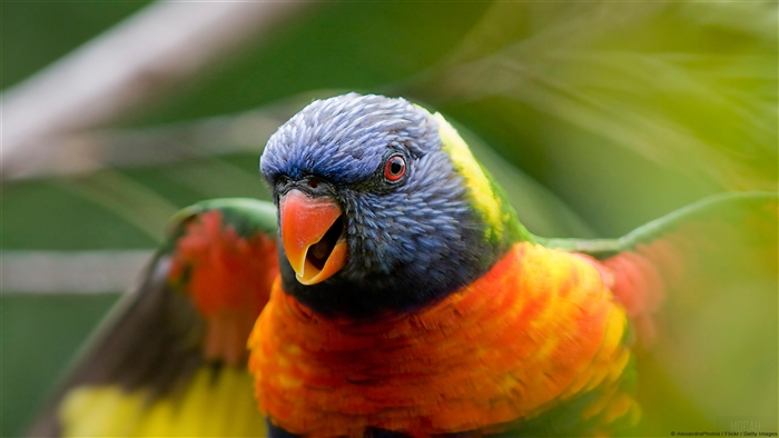 Rainbow Lorikeet Parrot