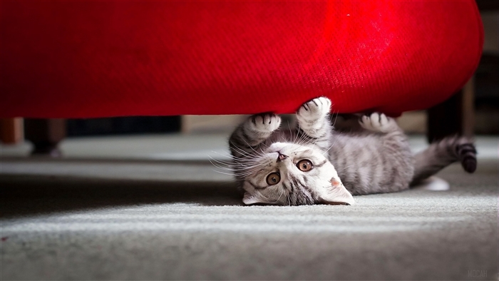 Cute Little Cat