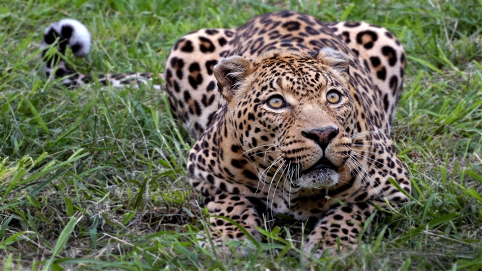 African Leopard in Grass