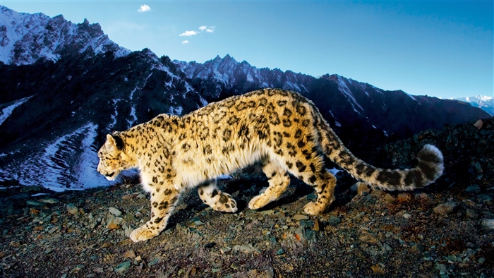Prowling Snow Leopard in Mountains 4K