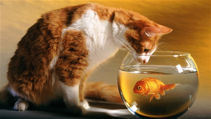 Orange and white cat looking at goldfish in a bowl 4K