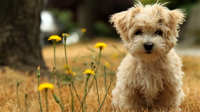Fluffy Havanese Silk Dog Puppy in Field 4K