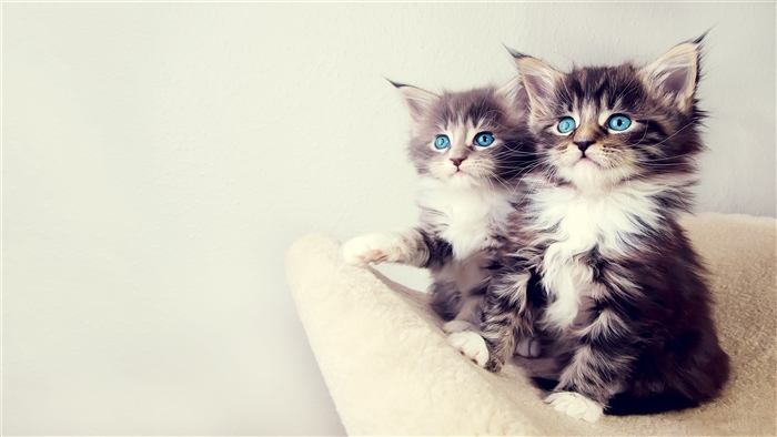 Two Cute Maine Coon Kittens with Blue Eyes 4K