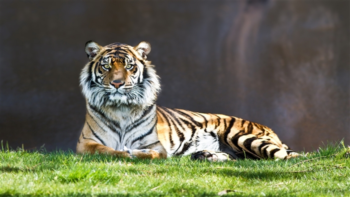 Tiger Staring