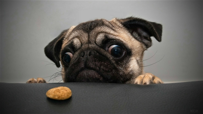 Curious Pug Eyeing a Treat 4K