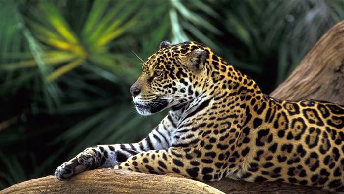 Jaguar in Amazon Rainforest
