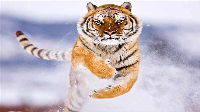 Amur Tiger Running in Snow 4K