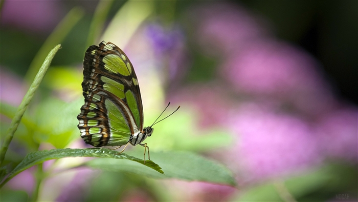 Green butterfly on a leaf 4K