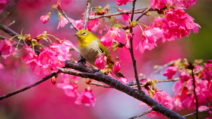 Mountain Cherry Blossoms with Bird in 4K