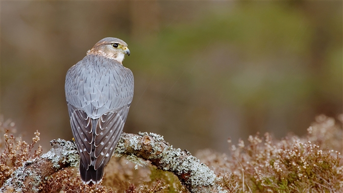 Merlin Falcon perched on a branch