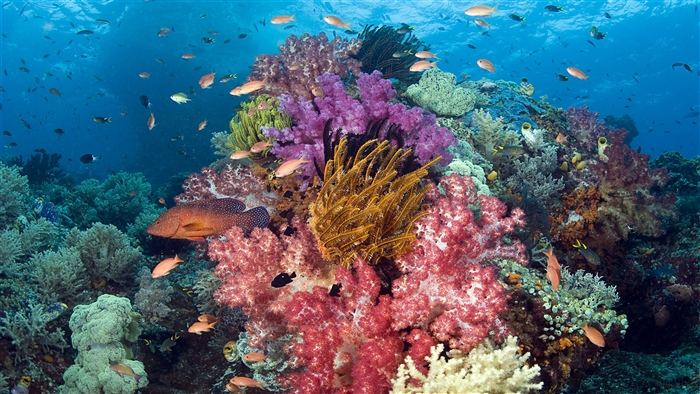 Tropical Fish and Coral Reef 4K