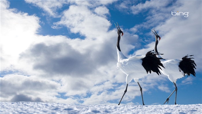 Two Red-crowned Cranes in Snow with Bing Logo