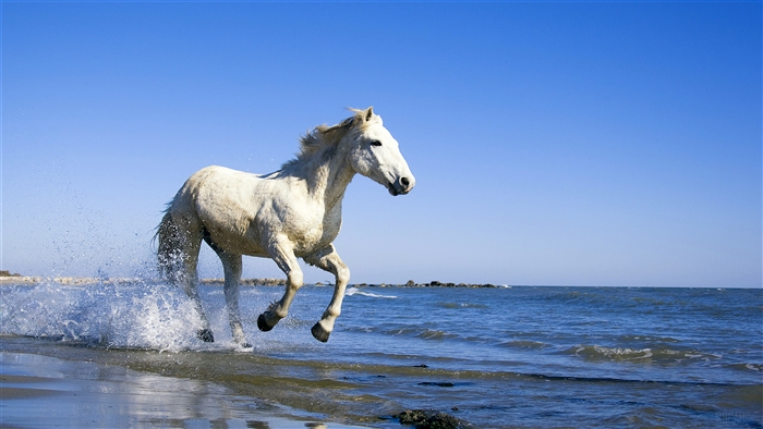 Camargue White Horse running in water