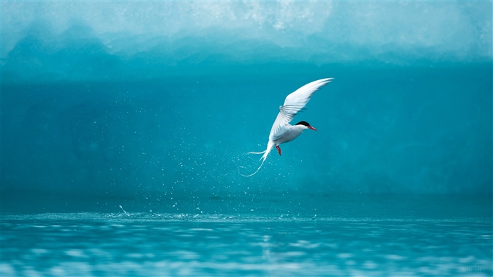 Arctic Tern in flight over water 4K
