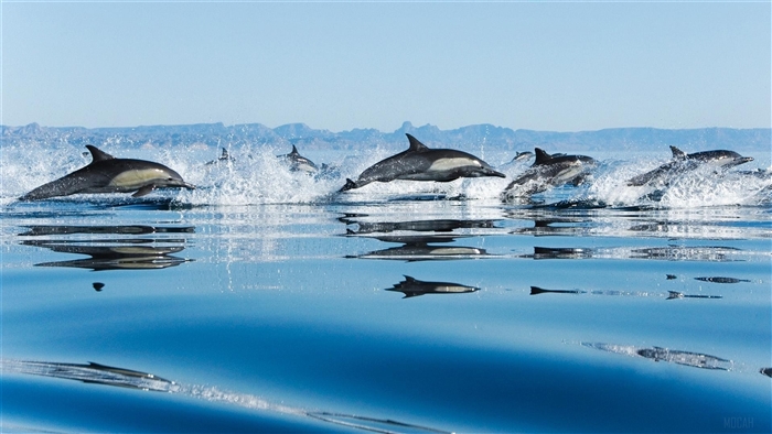 Dolphins jumping in the sea 4K