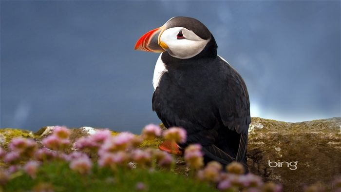 Atlantic Puffin Seabird 4K