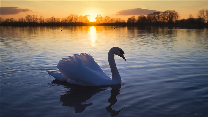 Mute Swan at Sunset 4K