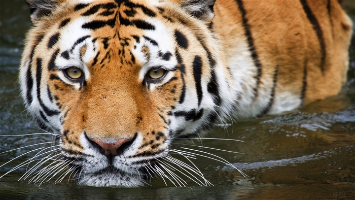 Tiger in water