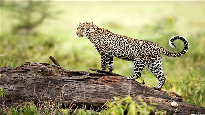 Leopard on a log in 4K