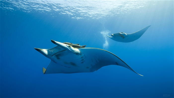 Two Manta Rays Swimming in Blue Ocean 4K