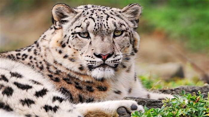 White Snow Leopard