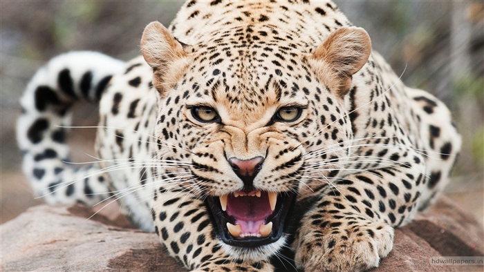 Leopard showing teeth and growling