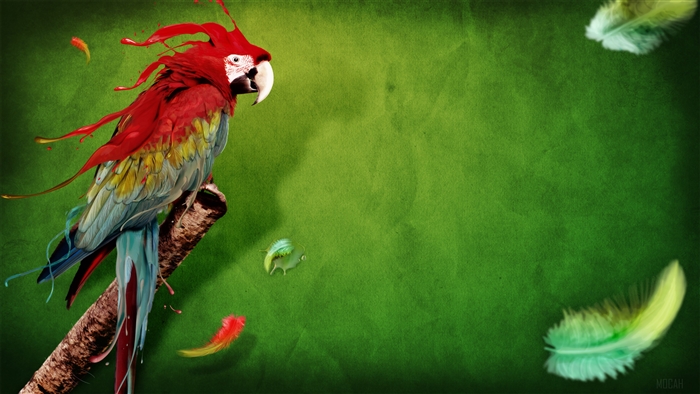 Splash of Parrot