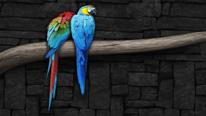 Pair of Parrots