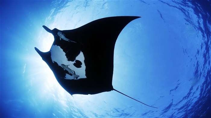 Manta Ray in the Sea 4K