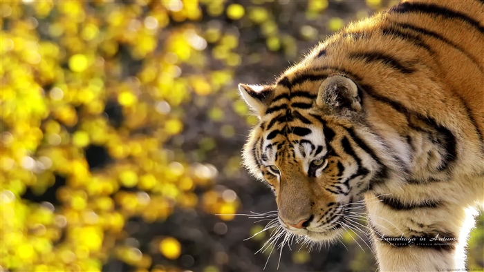 Tiger in Autumn 4K