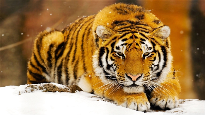 Siberian Tiger in Snow 4K