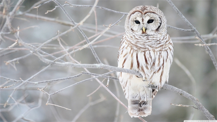 Barred Owl perched on a branch in winter