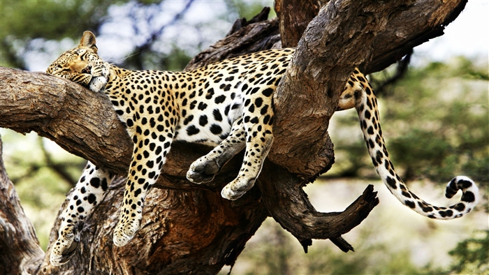 Leopard sleeping on a tree branch