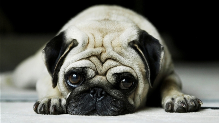 Pug dog lying down