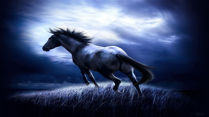 Dark Horse Running in Field 4K